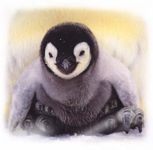 an emperor penguin chick