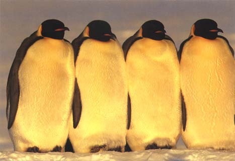 photo of four of emperor penguins
