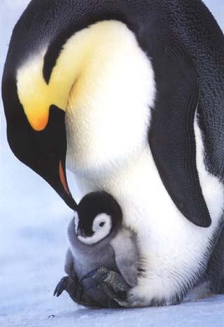 photo of cradled emperor penguin chick